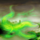 Poison Cloud